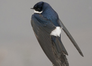 link to chilean swallow